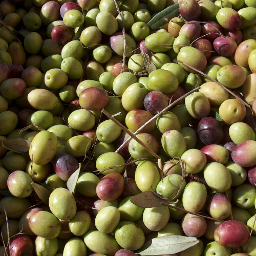 OLIVES