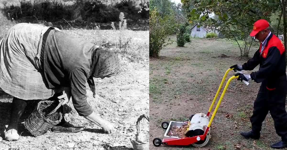 raccolta olive prima e dopo raccolta olive prima e dopo